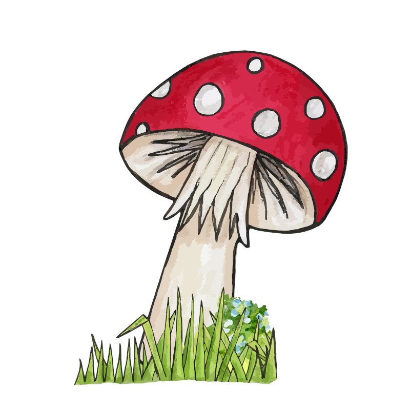 Red Headed Mushroom with White Spots